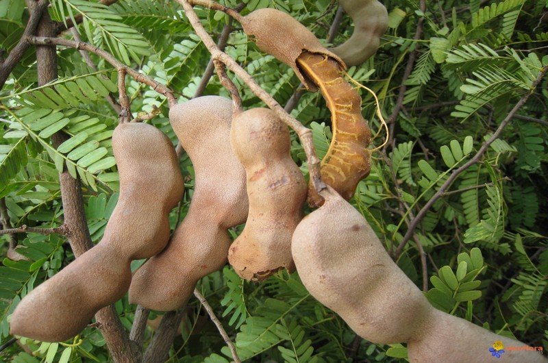 Voici quelques fruits à consommer pour renforcer votre système immunitaire