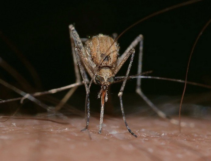 Voici une méthode insolite et efficace de se débarrasser des moustiques la nuit.
