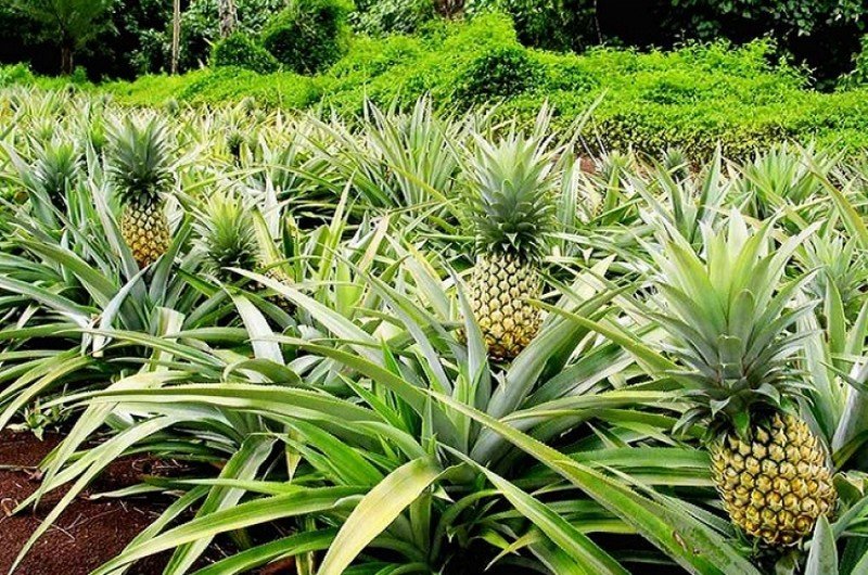 Astuce Santé : 3 bienfaits de l’ananas sur votre santé
