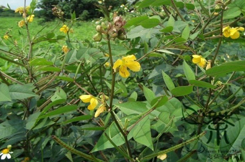 Le Kinkeliba ou la Tisane qui donne longue vie